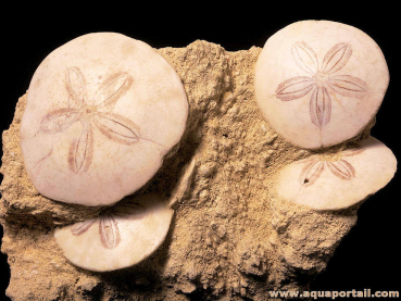 Sauvignon Blanc 2023